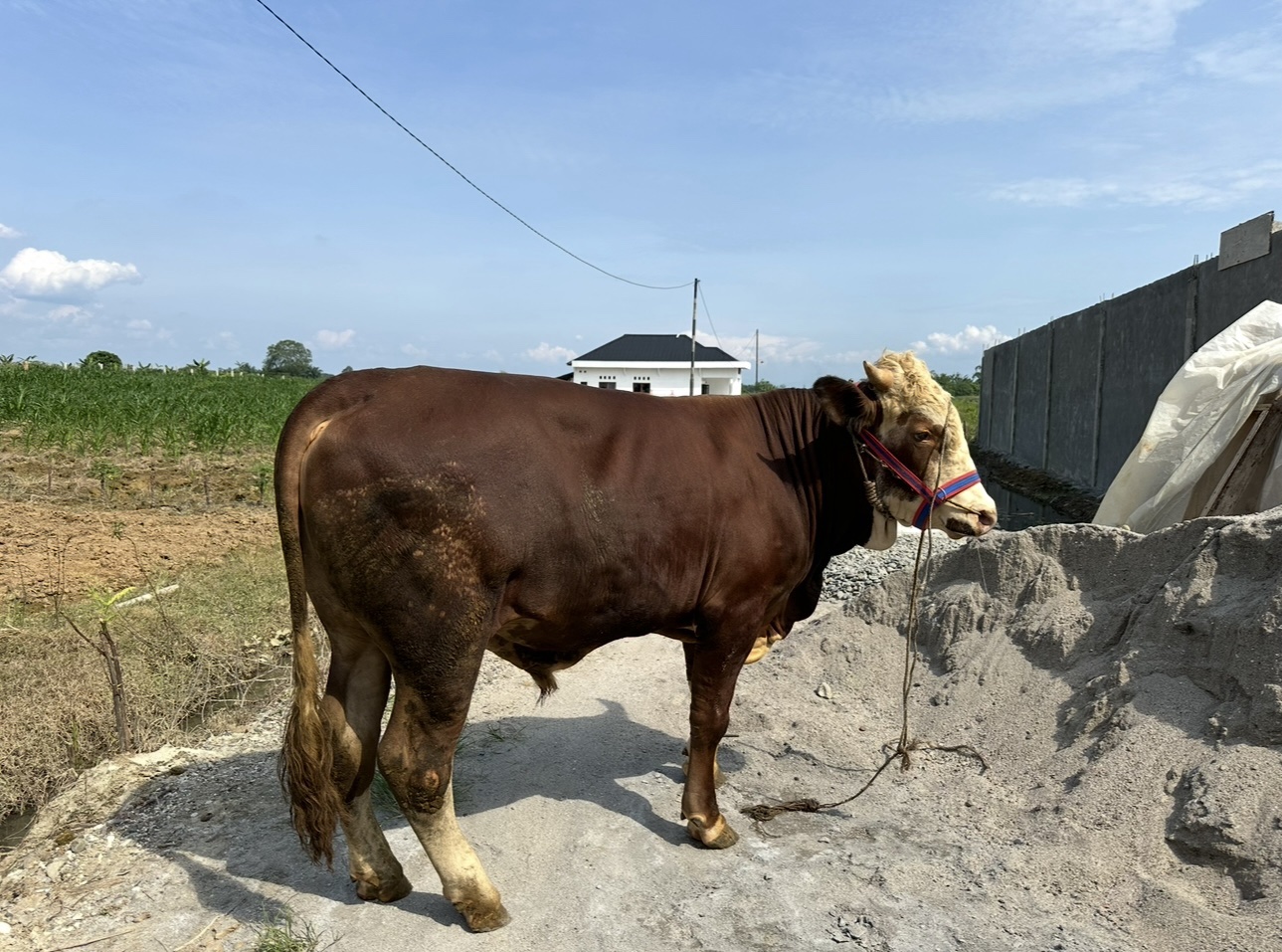 Kandang BMA FARM